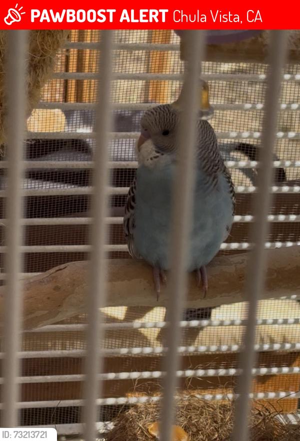 Lost Male Bird last seen Near Via Armado Chula Vista CA 91910, Chula Vista, CA 91910