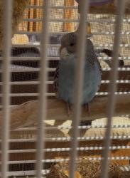 Lost Male Bird last seen Near Via Armado Chula Vista CA 91910, Chula Vista, CA 91910