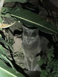 Found/Stray Unknown Cat last seen Bonita, Glendale, CA 91208