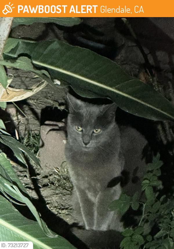 Found/Stray Unknown Cat last seen Bonita, Glendale, CA 91208