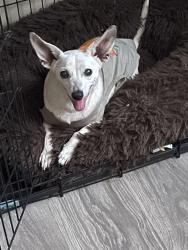 Lost Female Dog last seen Near ave and encanto, Phoenix, AZ 85035