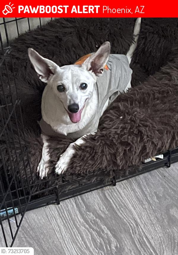 Lost Female Dog last seen Near ave and encanto, Phoenix, AZ 85035