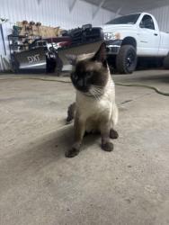 Lost Male Cat last seen Henry clay blvrd, Liverpool, NY 13088