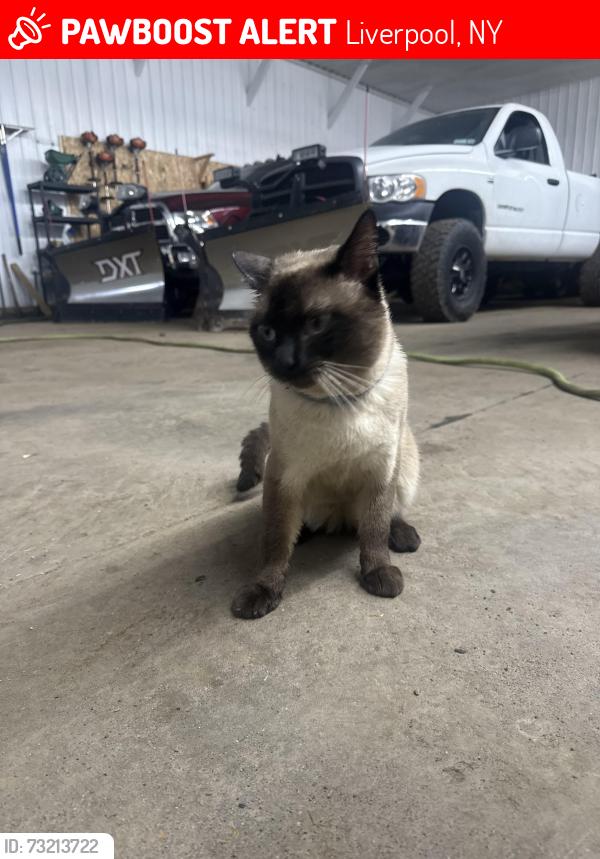 Lost Male Cat last seen Henry clay blvrd, Liverpool, NY 13088