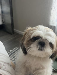 Reunited Male Dog last seen Potranco Rd & Dugas Dr, San Antonio, TX, San Antonio, TX 78251