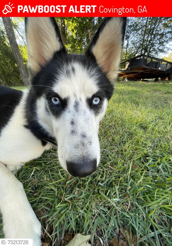 Lost Female Dog last seen Brown Bridge Rd, Covington, GA 30016