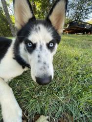 Lost Female Dog last seen Brown Bridge Rd, Covington, GA 30016