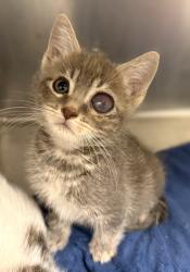 Shelter Stray Male Cat last seen N Chance Ave & N Cornell Ave, Fresno Zone Fresno CO 2 93703, CA, 1510 W Dan Ronquillo Dr, Fresno, CA 93706, USA