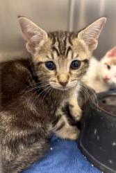Shelter Stray Male Cat last seen N Chance Ave & N Cornell Ave, Fresno Zone Fresno CO 2 93703, CA, 1510 W Dan Ronquillo Dr, Fresno, CA 93706, USA