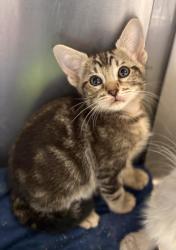Shelter Stray Male Cat last seen N Chance Ave & N Cornell Ave, Fresno Zone Fresno CO 2 93703, CA, 1510 W Dan Ronquillo Dr, Fresno, CA 93706, USA