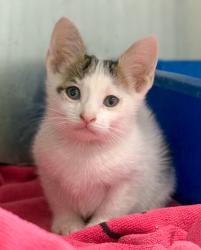 Shelter Stray Male Cat last seen N Chance Ave & N Cornell Ave, Fresno Zone Fresno CO 2 93703, CA, 1510 W Dan Ronquillo Dr, Fresno, CA 93706, USA