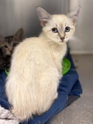 Shelter Stray Female Cat last seen N Chance Ave & N Cornell Ave, Fresno Zone Fresno CO 2 93703, CA, 1510 W Dan Ronquillo Dr, Fresno, CA 93706, USA