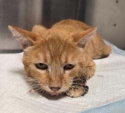 Shelter Stray Male Cat last seen Fowler St & E Murphy Ave, Laton Zone Fresno CO 3 93242, CA, 1510 W Dan Ronquillo Dr, Fresno, CA 93706, USA