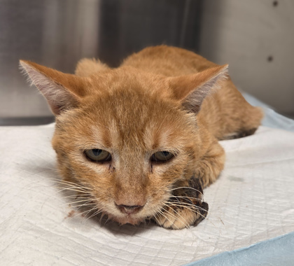 Shelter Stray Male Cat last seen Fowler St & E Murphy Ave, Laton Zone Fresno CO 3 93242, CA, 1510 W Dan Ronquillo Dr, Fresno, CA 93706, USA