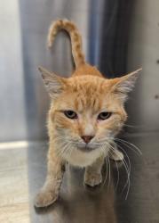Shelter Stray Male Cat last seen W Olive Ave & N Brawley Ave, Fresno Zone Fresno CO 2 93722, CA, 1510 W Dan Ronquillo Dr, Fresno, CA 93706, USA