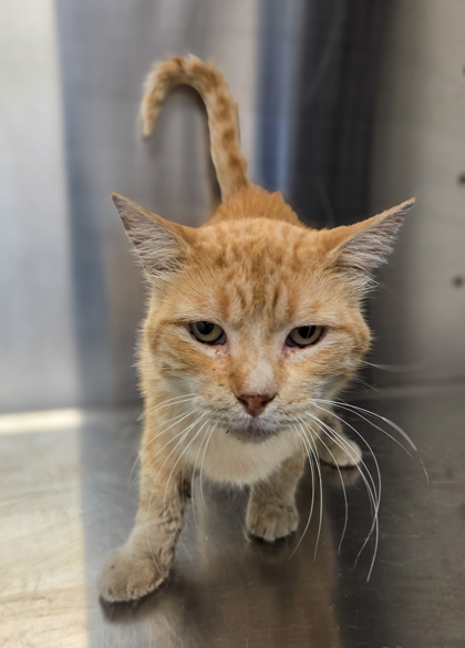 Shelter Stray Male Cat last seen W Olive Ave & N Brawley Ave, Fresno Zone Fresno CO 2 93722, CA, 1510 W Dan Ronquillo Dr, Fresno, CA 93706, USA