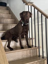 Reunited Male Dog last seen Dry creek and Holly, Centennial, CO 80112