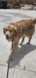 Lost Male Dog last seen Penfield and Bryant street, Los Angeles, CA 91306