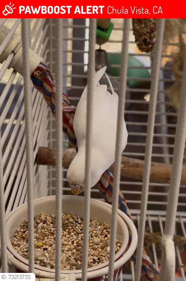 Lost Female Bird last seen Near Via Armado Chula Vista CA 91910, Chula Vista, CA 91910