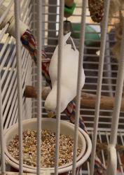 Lost Female Bird last seen Near Via Armado Chula Vista CA 91910, Chula Vista, CA 91910