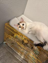 Lost Female Cat last seen Near Camano dr Pasco, Pasco, WA 99301