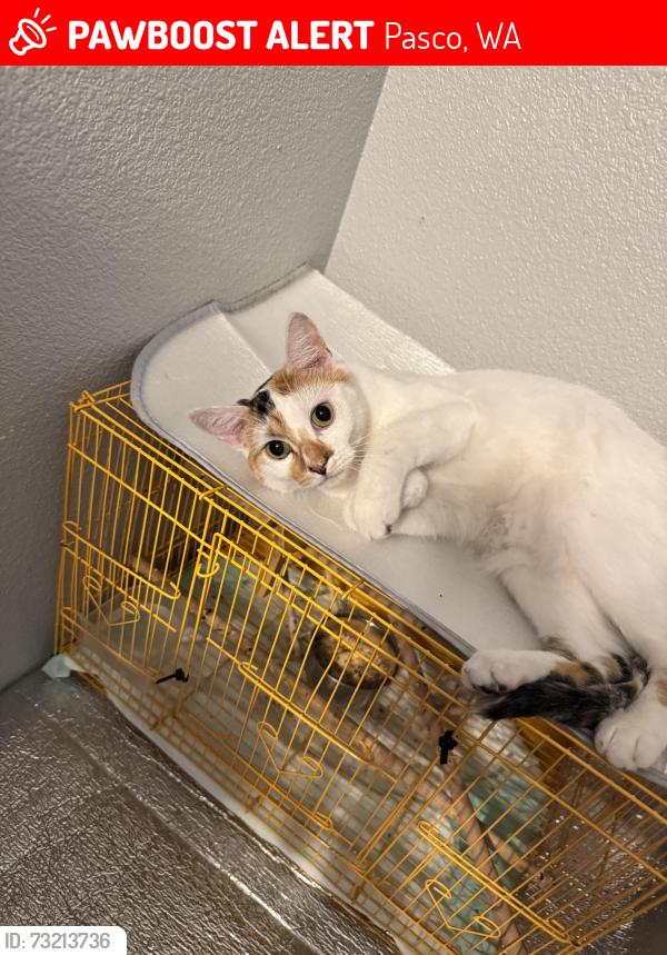 Lost Female Cat last seen Near Camano dr Pasco, Pasco, WA 99301