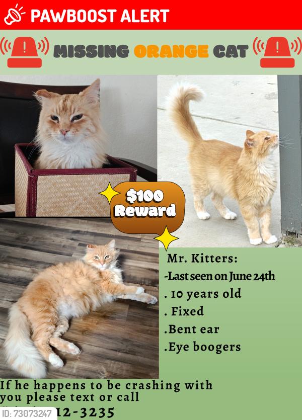 Lost Male Cat last seen N Los coyotes way and Reche Road Landers CA,, Homestead Valley, CA 92285
