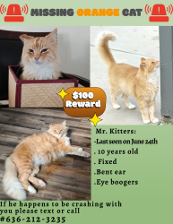 Lost Male Cat last seen N Los coyotes way and Reche Road Landers CA,, Homestead Valley, CA 92285