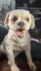 Reunited Male Dog last seen Corona Ave, Queens, NY 11368