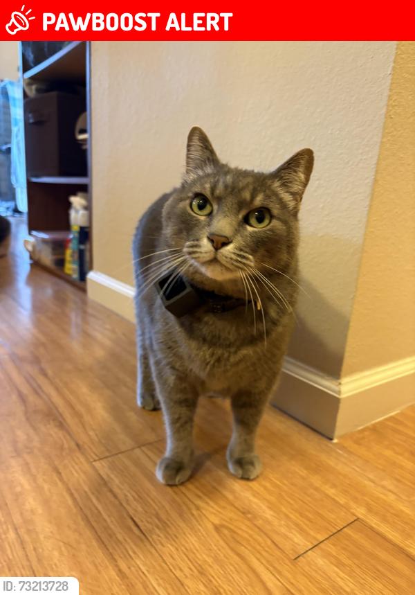 Lost Male Cat last seen Twisted Oak Dr Eglin AFB - air tag was seen or mark in West gate gas station at Eglin AFB, Eglin Air Force Base, FL 32542