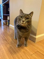 Lost Male Cat last seen Twisted Oak Dr Eglin AFB - air tag was seen or mark in West gate gas station at Eglin AFB, Eglin Air Force Base, FL 32542