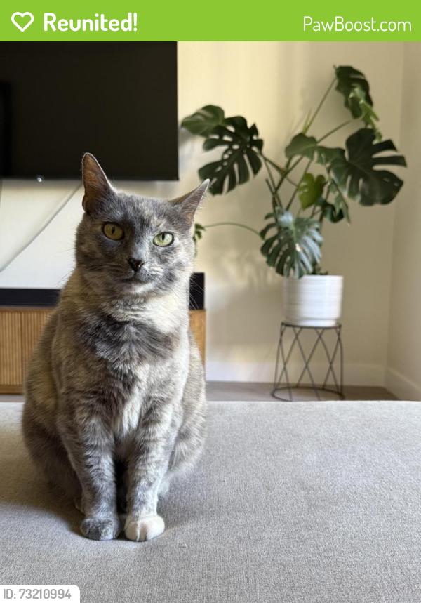 Reunited Female Cat last seen Inside Ryland Mews, San Jose, CA 95112