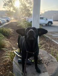 Shelter Stray Female Dog last seen Near W San Ysidro Boulevard, San Diego, CA, 92173, 5500 Gaines St, San Diego, CA 92110, USA