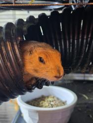 Lost Female Other last seen Cullon, Chicago, IL 60618
