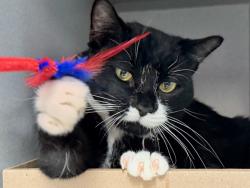 Shelter Stray Male Cat last seen Near Laconia Avenue, BRONX, NY, 10466, 326 E 110th St, New York, NY 10029, USA