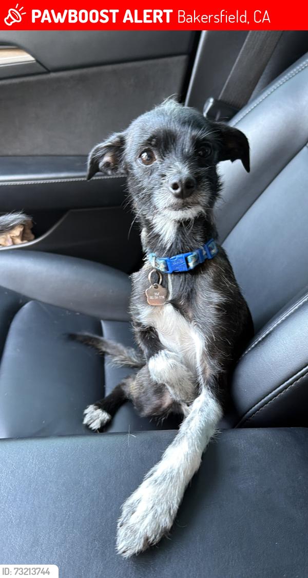 Found/Stray Male Dog last seen Old River & Mary Crest, Bakersfield, CA 93311