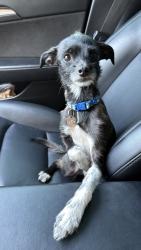 Found/Stray Male Dog last seen Old River & Mary Crest, Bakersfield, CA 93311