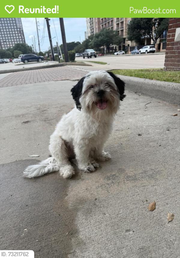 Reunited Male Dog last seen San Felipe and Chimney Rock, Houston, TX 77057