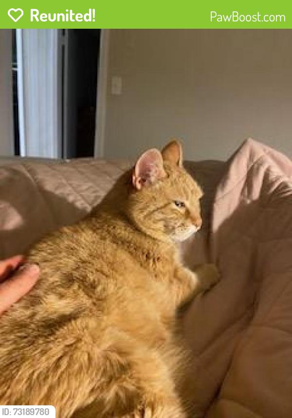 Reunited Male Cat last seen Backyard Stanley Huff Road Summerfield to backyards of Percheron Trail., Summerfield, NC 27358