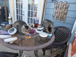 Lost Female Cat last seen Near road 124, Cheyenne, WY 82009