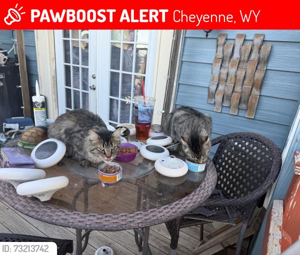 Lost Female Cat last seen Near road 124, Cheyenne, WY 82009