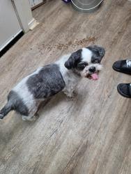 Reunited Male Dog last seen Boca Vista Drive and Sierra Vista Drive in Spanish Trail, Granbury, TX 76048