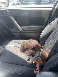 Lost Female Dog last seen Stinson and Kenzie circle, Castle Pines, CO 80108