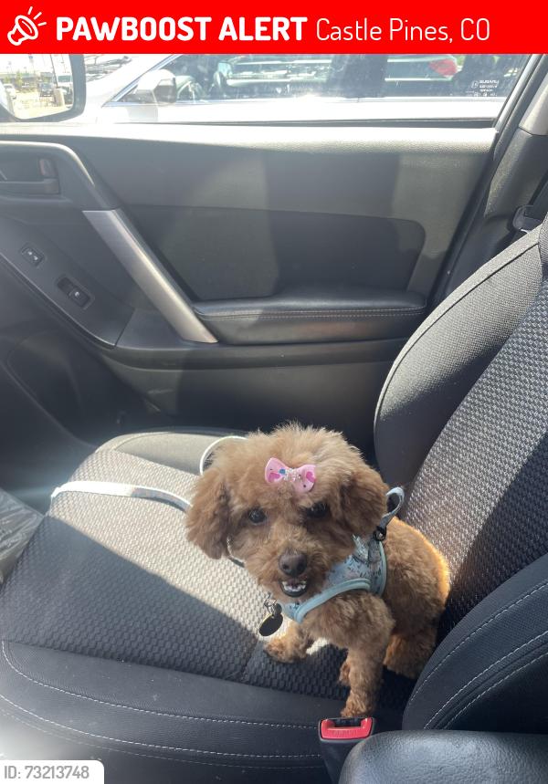 Lost Female Dog last seen Stinson and Kenzie circle, Castle Pines, CO 80108