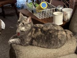 Lost Female Cat last seen 180th Ave and Rosa Rd, Beaverton, OR 97078