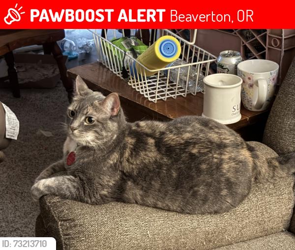 Lost Female Cat last seen 180th Ave and Rosa Rd, Beaverton, OR 97078