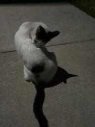 Found/Stray Female Cat last seen Near north Alona street, Santa Ana, ca 92706, Santa Ana, CA 92706