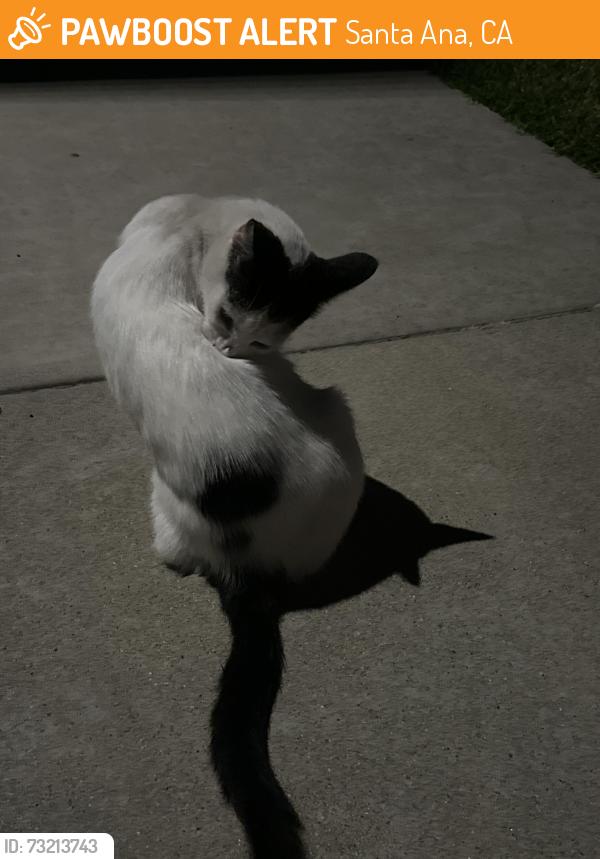Found/Stray Female Cat last seen Near north Alona street, Santa Ana, ca 92706, Santa Ana, CA 92706