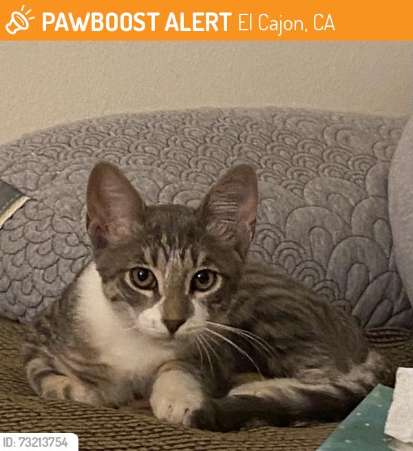 Found/Stray Male Cat last seen Mollison, El Cajon, CA 92021
