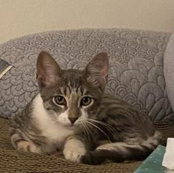 Found/Stray Male Cat last seen Mollison, El Cajon, CA 92021